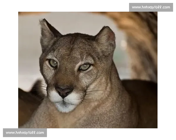 拉姆塞与纳瓦斯加盟美洲狮，重塑墨西哥足坛格局